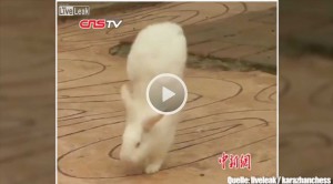 Dieses Kaninchen läuft im Handstand - Bildquelle: Video Stern (siehe oben) / Liveleak